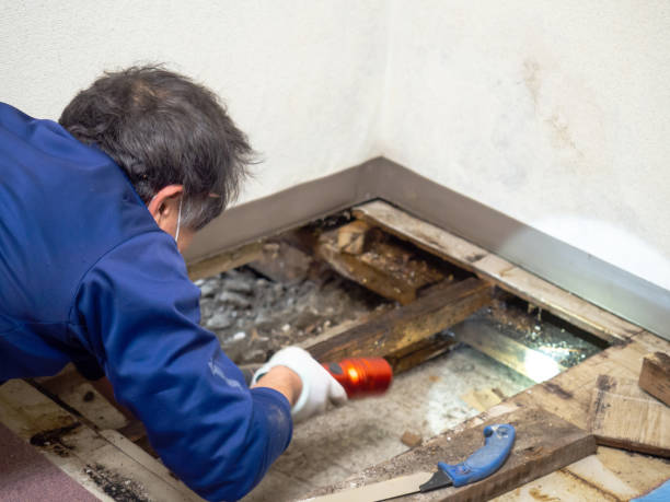 Best Toxic Mold Removal  in Oak Forest, IL