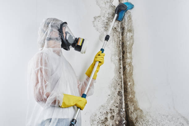 Best Toxic Mold Removal  in Oak Forest, IL