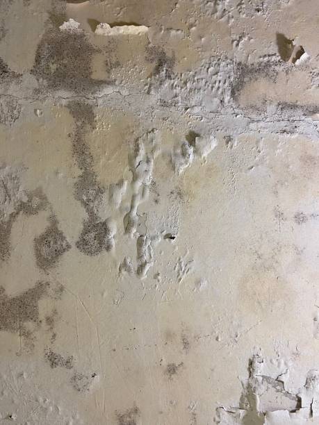 Best Emergency Mold Removal  in Oak Forest, IL