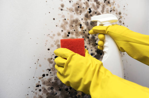 Best Mold Removal Company Near Me  in Oak Forest, IL