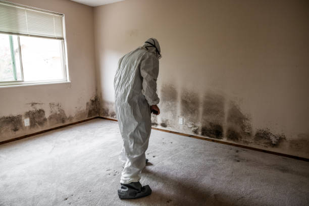 Best Crawl Space Mold Removal  in Oak Forest, IL