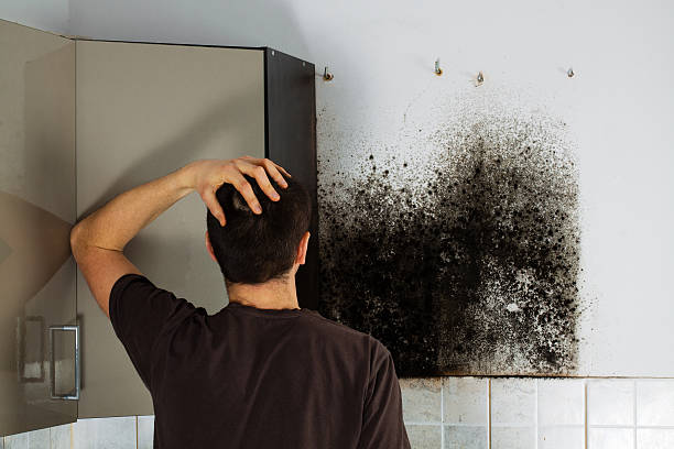 Mold Testing and Removal in Oak Forest, IL