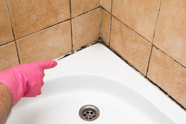 Professional Mold Removal in Oak Forest, IL